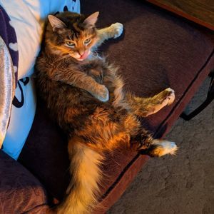 Meet your Posher, Rosa